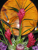 Maui Tropical Flowers