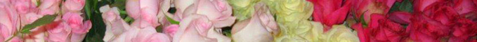 Volume roses in prep to make arrangements